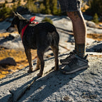 Men's Trail 2650 3" Charcoal/Goblin Blue